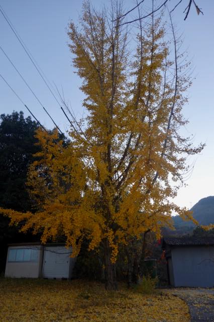 九度山暮らしのある日、今年も厳島神社の公孫樹が綺麗に黄葉した。