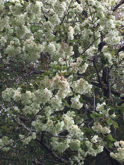 九度山暮らしのある日、珍しい緑色の桜（御衣黄）が咲いた。