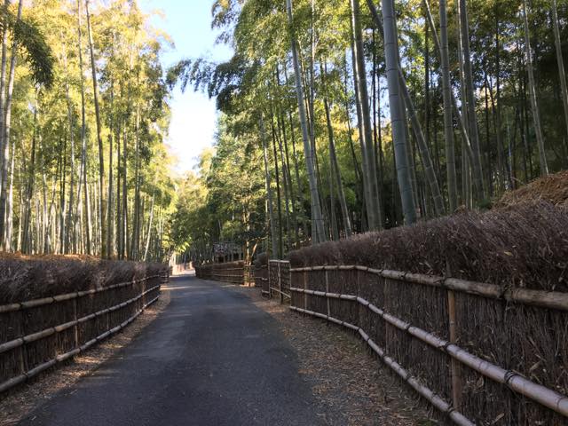時々京都遊、京都市洛西竹林公園へ行ってみた。