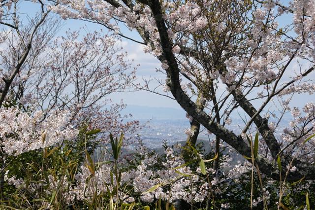 時々奈良遊、春の二上山を行く−２、雄岳の後、昼ごはん。