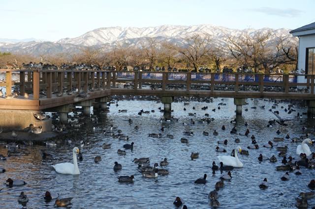 雪の新潟紀行、北越秋山郷を尋ねる旅ー３６、白鳥を見に、瓢湖へ向かう。
