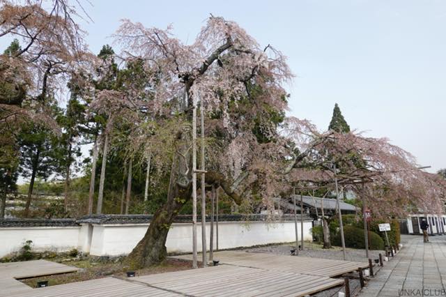 桜の季節、醍醐寺から石山寺へ、そのはずが？−０２、醍醐、三宝院から。