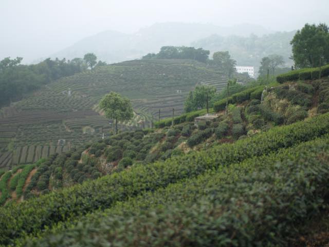 コロナ引き籠り。杭州絵画留学の日々が懐かしい。−３１、龍井茶、茶畑スケッチ行。