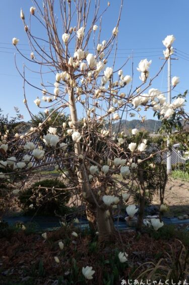 春が来た？　花が咲く。