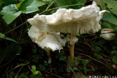 突然、庭に気持ち悪いキノコが生えた話。